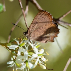 Paralucia pyrodiscus at QPRC LGA - suppressed