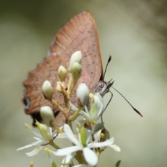 Paralucia pyrodiscus at QPRC LGA - 13 Jan 2024