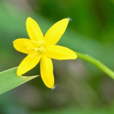 Hypoxis hygrometrica (Golden Weather-grass) at QPRC LGA - 13 Jan 2024 by LisaH