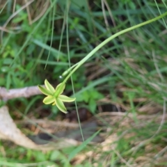 Hypoxis hygrometrica at QPRC LGA - 13 Jan 2024