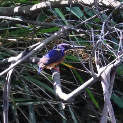 Ceyx azureus (Azure Kingfisher) at Mongarlowe, NSW - 13 Jan 2024 by LisaH