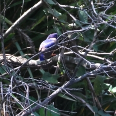 Ceyx azureus at QPRC LGA - 13 Jan 2024