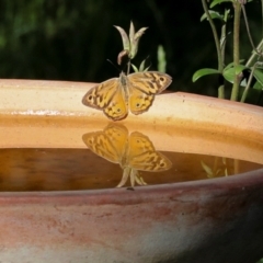 Heteronympha merope (Common Brown Butterfly) at Higgins, ACT - 2 Dec 2023 by AlisonMilton