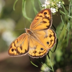 Heteronympha merope at Higgins, ACT - 3 Dec 2023