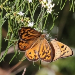 Heteronympha merope at Higgins, ACT - 3 Dec 2023