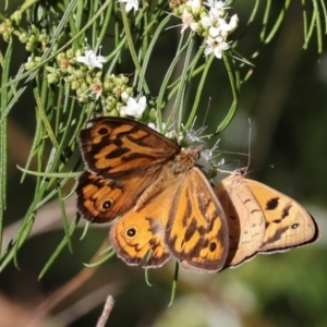 Heteronympha merope at Higgins, ACT - 3 Dec 2023