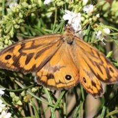 Heteronympha merope at Higgins, ACT - 3 Dec 2023