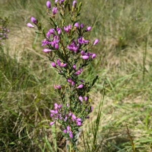 Comesperma retusum at Namadgi National Park - 11 Jan 2024