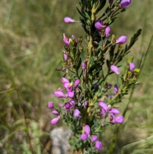 Comesperma retusum at Namadgi National Park - 11 Jan 2024