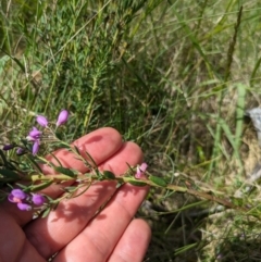 Comesperma retusum at Namadgi National Park - 11 Jan 2024