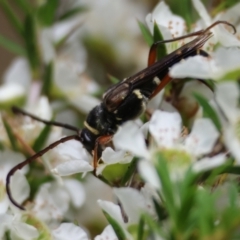 Hesthesis montana (A wasp mimic longhorn beetle) at QPRC LGA - 13 Jan 2024 by LisaH