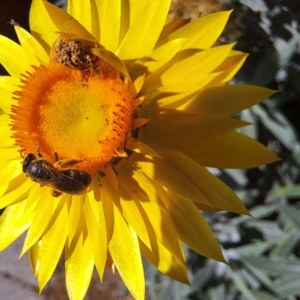 Lasioglossum (Chilalictus) sp. (genus & subgenus) at Watson, ACT - 13 Jan 2024