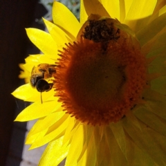 Lasioglossum (Chilalictus) sp. (genus & subgenus) at Watson, ACT - 13 Jan 2024 11:45 AM