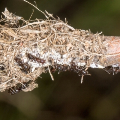 Papyrius sp. (genus) (A Coconut Ant) at The Pinnacle - 11 Jan 2024 by AlisonMilton