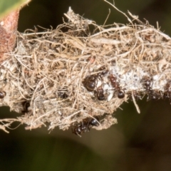 Papyrius sp. (genus) at The Pinnacle - 12 Jan 2024