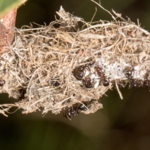 Papyrius sp. (genus) at The Pinnacle - 12 Jan 2024