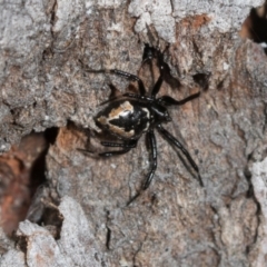 Euryopis splendens (Splendid tick spider) at Higgins Woodland - 16 Nov 2023 by AlisonMilton