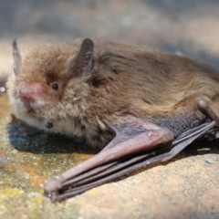 Vespadelus sp. (genus) (A vesper forest bat) at Mongarlowe, NSW - 13 Jan 2024 by LisaH
