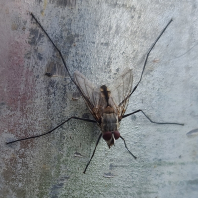 Senostoma sp. (genus) (A parasitoid tachinid fly) at City Renewal Authority Area - 5 Jan 2024 by David