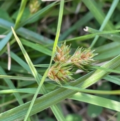 Carex inversa (Knob Sedge) at The Tops at Nurenmerenmong - 11 Jan 2024 by JaneR