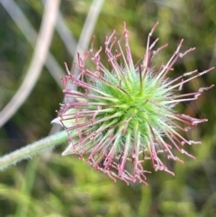 Geum urbanum (Herb Bennet) at Nurenmerenmong, NSW - 11 Jan 2024 by JaneR