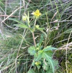 Geum urbanum at The Tops at Nurenmerenmong - 11 Jan 2024