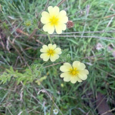 Potentilla recta (Sulphur Cinquefoil) at Nurenmerenmong, NSW - 11 Jan 2024 by JaneR