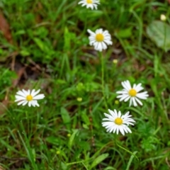 Brachyscome mittagongensis at Leaver Park - 10 Jan 2024 by Aussiegall