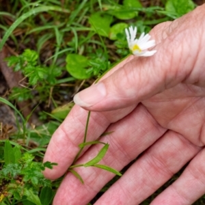 Brachyscome mittagongensis at Wingecarribee Local Government Area - suppressed