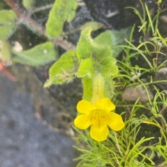 Erythranthe moschata (Musk) at Nurenmerenmong, NSW - 11 Jan 2024 by JaneR