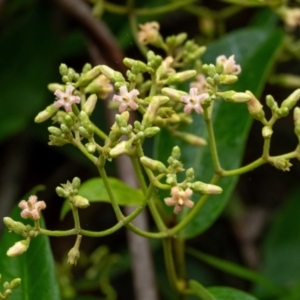 Parsonsia straminea at Wingecarribee Local Government Area - 11 Jan 2024