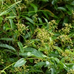 Parsonsia straminea at Wingecarribee Local Government Area - 11 Jan 2024