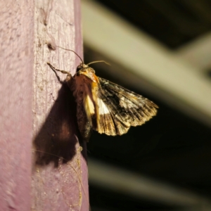 Aedia leucomelas acronyctoides at QPRC LGA - 14 Jan 2024