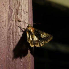 Aedia leucomelas acronyctoides at QPRC LGA - 14 Jan 2024