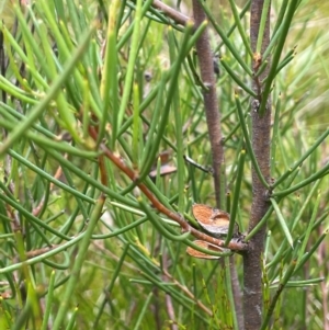 Hakea microcarpa at The Tops at Nurenmerenmong - 11 Jan 2024