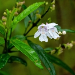 Prostanthera lasianthos (Victorian Christmas Bush) at Leaver Park - 10 Jan 2024 by Aussiegall