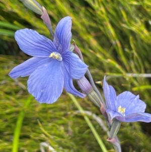 Thelymitra cyanea at The Tops at Nurenmerenmong - suppressed