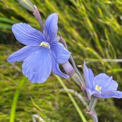 Thelymitra cyanea (Veined Sun Orchid) at Nurenmerenmong, NSW - 11 Jan 2024 by JaneR