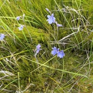 Thelymitra cyanea at The Tops at Nurenmerenmong - suppressed