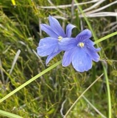 Thelymitra cyanea at The Tops at Nurenmerenmong - suppressed