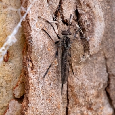 Unidentified Robber fly (Asilidae) at Bundanoon, NSW - 10 Jan 2024 by Aussiegall