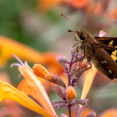 Trapezites praxedes (Southern Silver Ochre) at Penrose - 11 Jan 2024 by Aussiegall