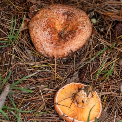 Lactarius deliciosus at Penrose - 11 Jan 2024 by Aussiegall