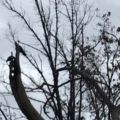 Callocephalon fimbriatum (Gang-gang Cockatoo) at Yarralumla, ACT - 12 Sep 2023 by Yarra6