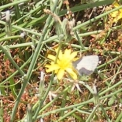 Zizina otis (Common Grass-Blue) at Symonston, ACT - 13 Jan 2024 by MichaelMulvaney