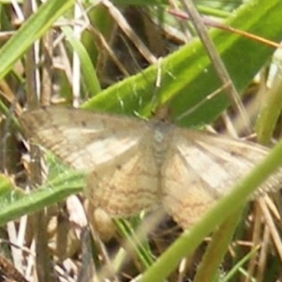 Scopula rubraria (Reddish Wave, Plantain Moth) at Symonston, ACT - 13 Jan 2024 by MichaelMulvaney