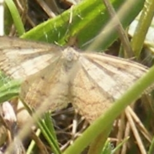 Scopula rubraria at Mugga Mugga Grassland (MMW) - 13 Jan 2024 12:03 PM