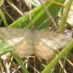 Scopula rubraria at Mugga Mugga Grassland (MMW) - 13 Jan 2024 12:03 PM