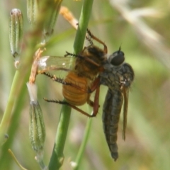 Asilinae sp. (subfamily) (Unidentified asiline Robberfly) at Symonston, ACT - 13 Jan 2024 by MichaelMulvaney