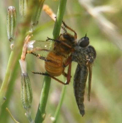 Asilinae sp. (subfamily) (Unidentified asiline Robberfly) at Symonston, ACT - 13 Jan 2024 by MichaelMulvaney